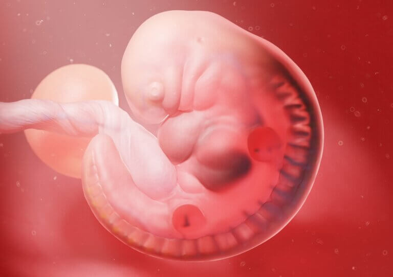 HUMAN REPRODUCTION – CLASS 12 BIOLOGY CHAPTER SUMMARY (NCERT BASED)